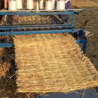 上海降溫，注意綠化植物，大樹防寒保暖，注意鐵樹，海棗樹防凍