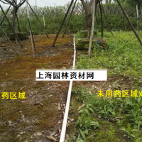 草坪里的雜草怎么去除，上海綠化養(yǎng)護草坪雜草如何管理