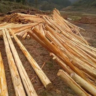 上海削皮杉木樁，浦東去皮杉木支撐，大樹(shù)支撐